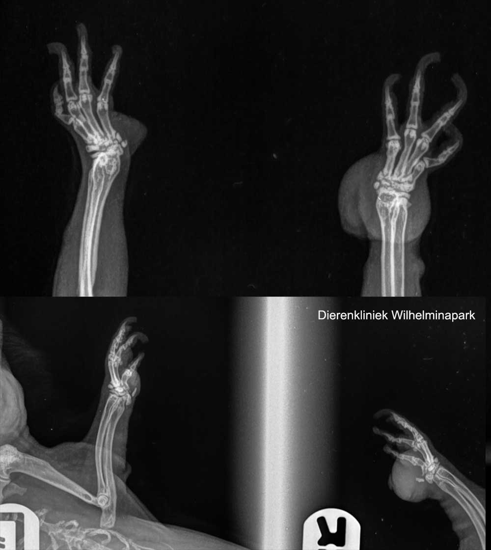 Operatie van een voetzool bij een cavia